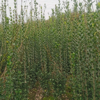 北海道黄杨绿篱树苗植物景观绿化庭院栽植