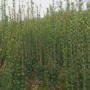北海植物绿化庭院黄杨
