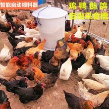 养鸡场喂料机养殖场自动喂料器鸡鸭鹅鸽自由采食槽家禽养殖采食槽