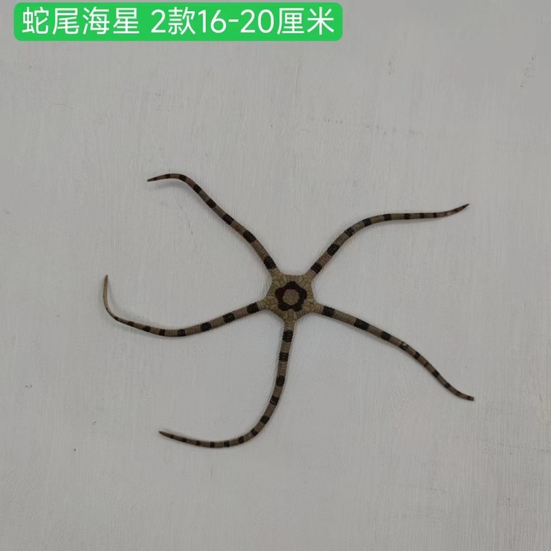 天然ヒトデ各種、人気の天然ヒトデの壁掛け飾り、装飾ステッカー、工芸品、アクセサリー、置物、標本コレクション|undefined
