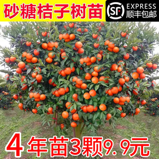 Sugar Orange Saplings, Potted Plants in the South and North, Orange Saplings, Citrus Fruit Tree Seedlings, Grafted Sugar Oranges