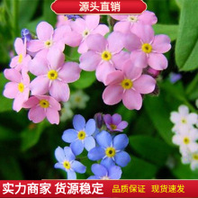 四季易播切花勿忘我种籽勿忘花种子多年生宿根鲜花盆栽花卉种子