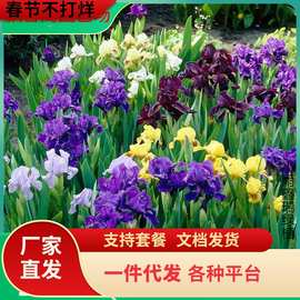 一件代发德国大花鸢尾花苗盆栽室内地栽庭院花卉庭院四季开花多年