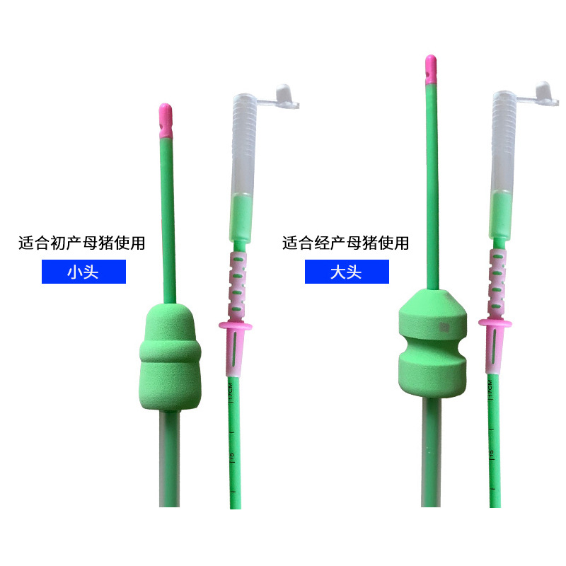 Vascular vascular deferente para cerdos importados de España, inseminación artificial profunda, vascular vascular deferente profundo, cerdo vascular vascular deferente