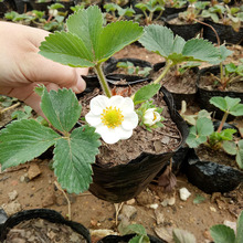 �ļ���ݮ�����Ԏ������Ͳ�ݮ����ʳ���ϱ���ͥԺ�̨�Nֲ����Y��