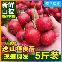 新鲜山楂果5斤山楂新鲜山楂果水果山里红铁山楂冰糖葫芦现摘鲜果5