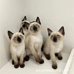 ���N���_؈�����̻��＃�N����С؈����w������؈��ż��؈�B��