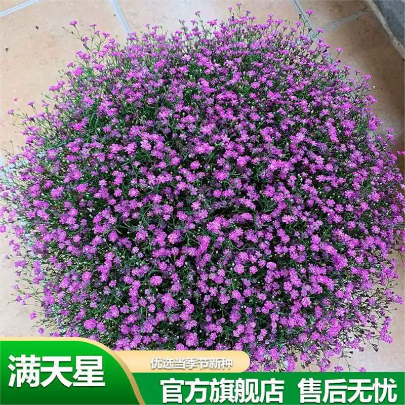 Импортированные семена цветов гипсофилы постоянно цветут в горшках в любое время года, комнатные и уличные балконные горшечные растения, настольные семена цветов для демонстрации.