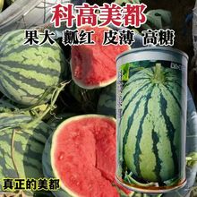 ƸϷNһsƤtȿϷNӱƤˮN