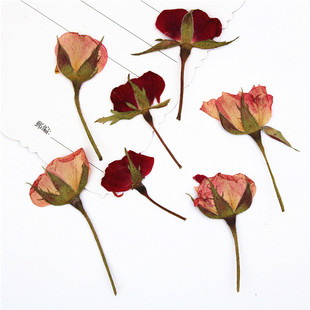 Roses with Branches Lateral Pressure Real Flower Material Package Plant Specimen Dried Flower Baffles Bookmark Face Decoration Dried Flower