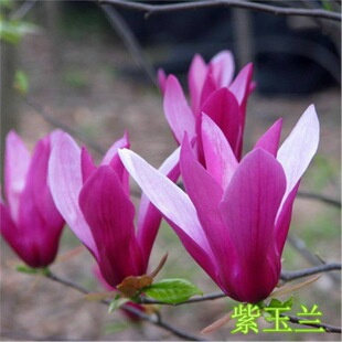 �t���m��������m���������m��������m�޽����m�V���m��G�����l