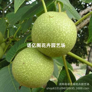 核桃树果苗云南漾濞大泡麻子核桃树苗纸皮薄壳核桃苗树盆栽地栽苗