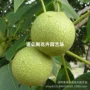 漾濞云南薄壳盆栽核桃苗