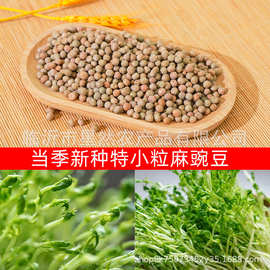 批发当季新加拿大一号特小粒麻豌豆种子  阳台水培豌豆芽苗种子