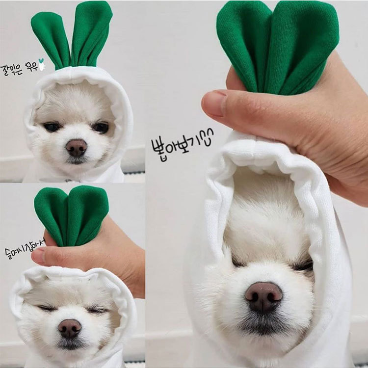New Cat Pet Clothes Autumn and Winter Puppy Teddy Cat Fleece-Lined Hooded Dog Sweatshirt Supplies Thickeneded and Warm