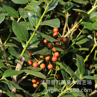 ���������l�ļ����๤����ľ���� �@���辰ֲ��o���۹���С��