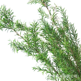 鲜花花艺制品;干花;仿真绿植