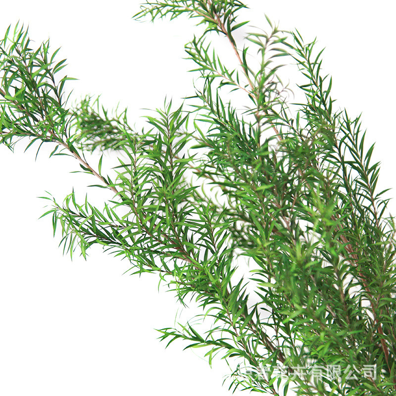 Razor Factory Eternal Flower Melalesia Kinson Natural Dried Flower Real Flower Flower Flower Arrange with Leaf Dried Branches diy Handmade Flower