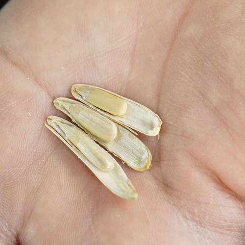 Xinjiang White Teeth Melon Seeds 500g Bag, Aksu Direct Shipping Toothpick Melon Seeds Wolf Teeth Original Flavor, The More You Eat, The More Fragrant It Becomes