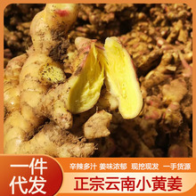正宗云南蒙自小黄姜老姜产地直发生姜整箱包邮带箱一件代发3斤5斤