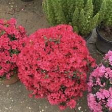 ���ϻ������lë�N���N����N��ͥԺ�҃��^�p������оG��ɫ�K�G�h