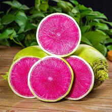 产地直发心里美胭脂红泡菜绿皮红心雕刻萝卜一件代发批发