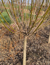 һ�����l÷������t÷ԭ������t���ԾG÷�䘶��÷����ͥԺ������