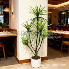 ��Ʒ�|����ֲ��[��ǧ��ľ���ԸߗU��Ѫ���̈��b��m�F�٘�