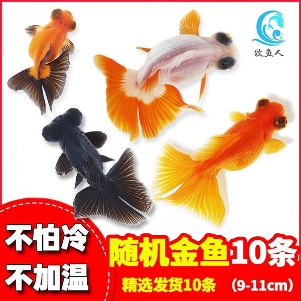 [（9-11cm）随机金鱼10条 金鱼随机发货]