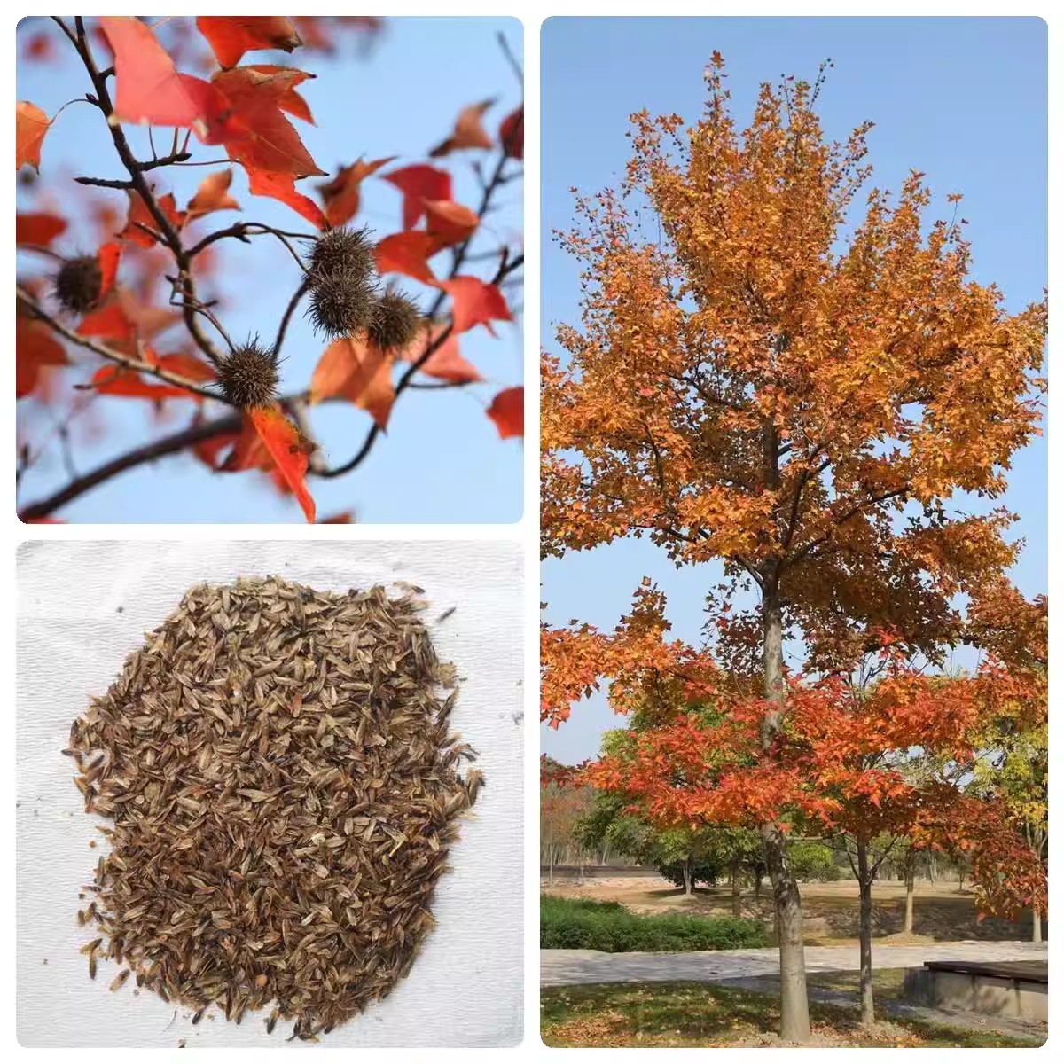 枫香种子北美枫香种子枫香苗木种子风景树行道树绿化苗木林木种子
