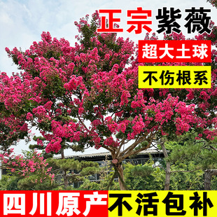 ͥԺ�e��������ޱ�������~�t�����U�t����ͺ��G����ľ�����L����