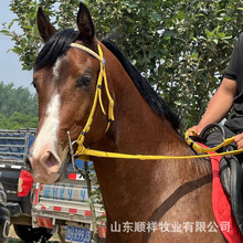 一岁大马马驹多少钱 回收各种骑乘马 德保矮马 宠物马 小马 真马