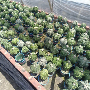 Seedling Walnut, Phoenix Walnut, Phoenix Jade Cactus, Cactus Column, Succulent Plant, Landscape Potted Sand Plant