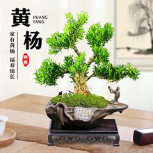 �S���Ϙ��辰����ȸ�ఙƤ����С�~���ԾGֲ�҃ȿ͏d���B�䘶ֲ��