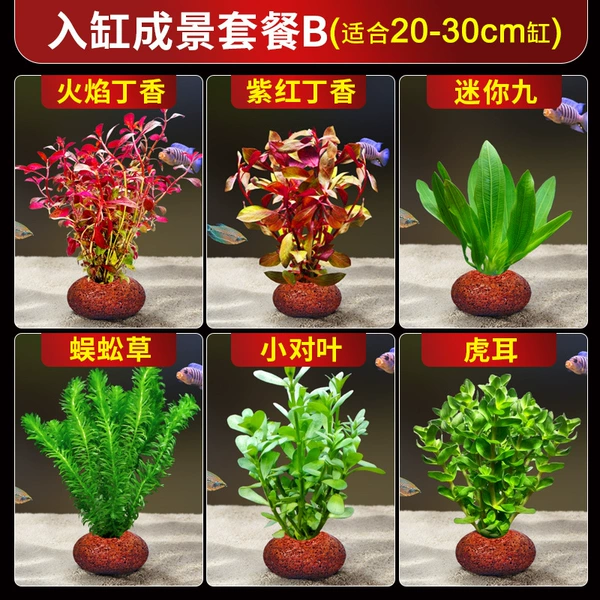 Enter the cylinder set meal B (suitable for 20-30cm cylinder)