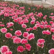 9.92���d�ӻ��N���ļ��׷N���_��ֲ�������҃����⻨���߲ʻ���