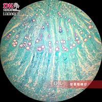Gao religiónUses biological micro -glass, ботаническое обучение стеклянные слайды лакричные корни горизонтальная резка