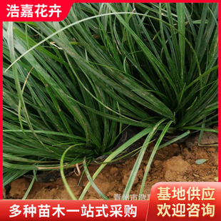 ��G����̦�������޸��r��ܲݻ����G�^�p�@�־G�����@�Z��̦��