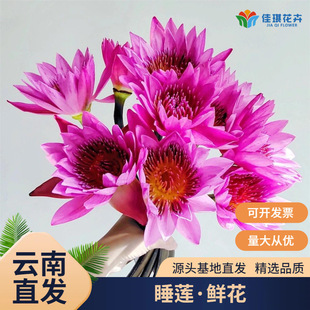 ˯ɏ�r������ֱ�������ͥˮ�B�廨�ؔ��Fُ�r�л��ĺ�����˯ɏ��
