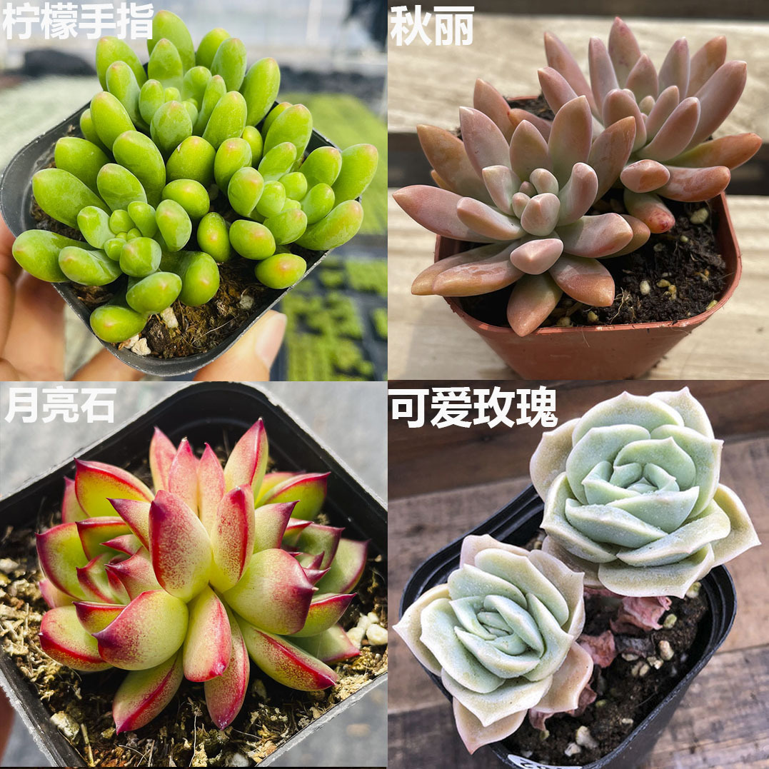 그룹 (레몬손가락 3그루 한 화분 + 치우리 쌍두 + 달석 쌍두 + 귀여운 장미 쌍두) 4-5cm (플라스틱 화분은 배송이 용이합니다)