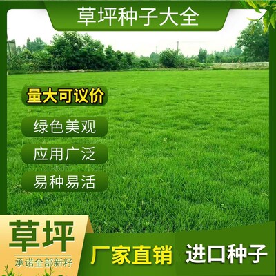 Tall fescue seed Four seasons Evergreen Lawn Seeds Grass Drought resistance and trampling Large concessions High budding rate