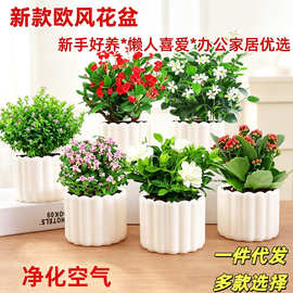 盆栽植物室内客厅好养水培绿植创意盆景招财花卉小盆栽发财树绿萝