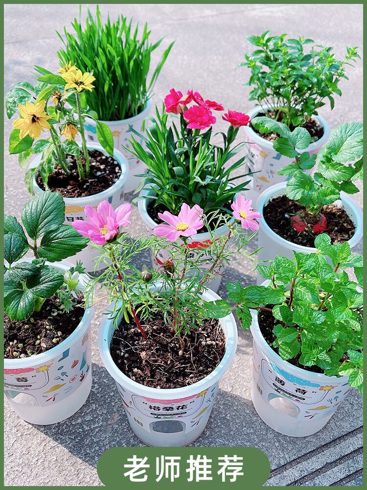 Niños y estudiantes de primaria plantan pequeñas plantas de maceta, flores, tomates, cajas de fresa, interacción entre padres e hijos, jardín de infantes, regalos del 1 de junio image 6