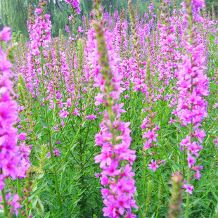 Thousand Flexure Cup Seedlings Wetland Project Greening Aquatic Plants Easy to Survive Florals Water Willow Pond Wetland Riverside Plants