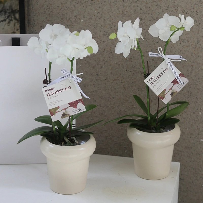 赤赤胡蝶蘭植木鉢白トランペットinsクリーム風デスクトップ小鉢植え陶磁器小植木鉢|undefined