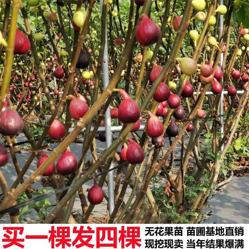 无花果树果苗盆栽地四季种植特大波姬红当年结果南北方【甜度高】