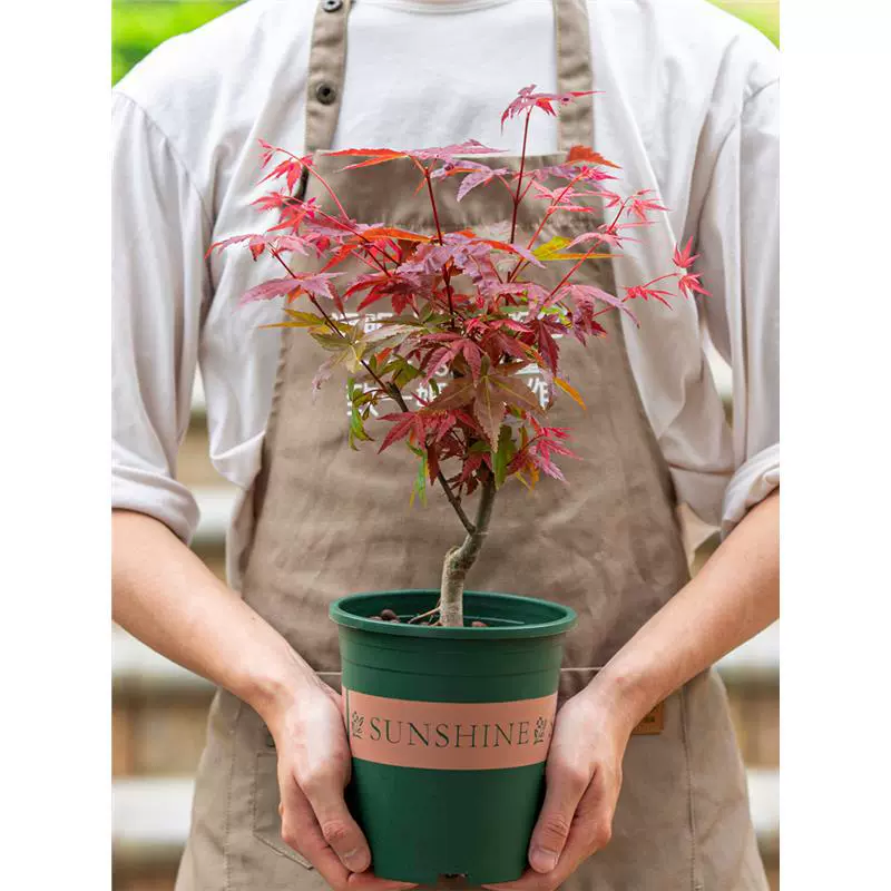 Крытый японский красный клен бонсай старый пень с красными листьями и красными кленами