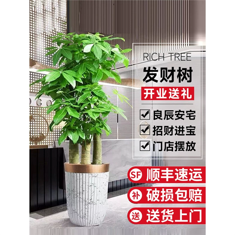 Растение в горшке «Денежное дерево» для гостиной, простое в уходе большое зеленое растение для офиса в помещении, новоселье, открытие, цветочный бонсай.
