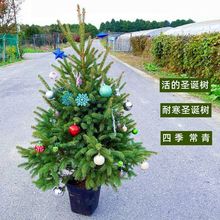 圣诞树南洋杉盆栽云杉树树苗花卉绿植室内大型客厅庭院好养易活