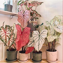 �W�t���~���ɫ���҃ȾGֲ���Ժ��B�������~���w�R2��15�հl��